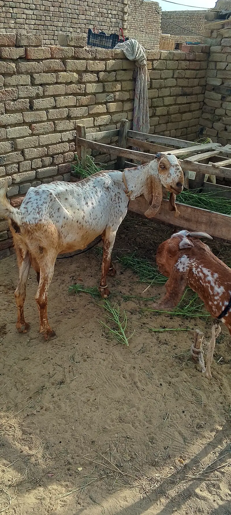 Goats — photo 4