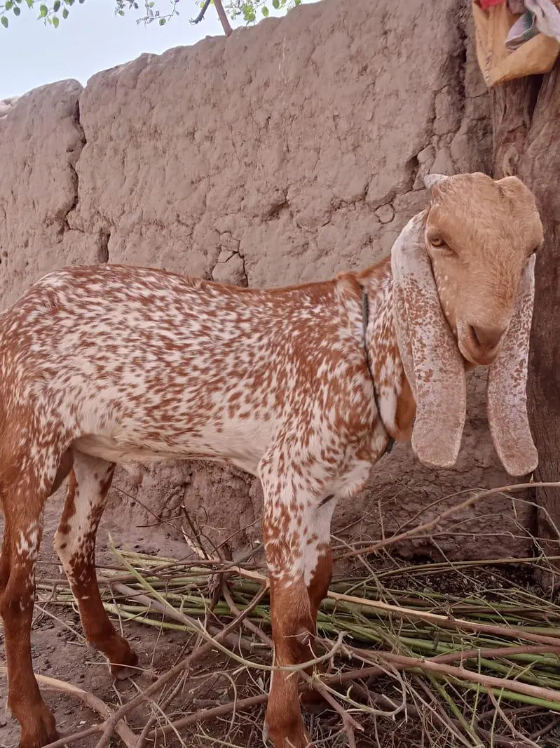 desi Bakra for Sale Mashallah Call 03405796364 — photo 2
