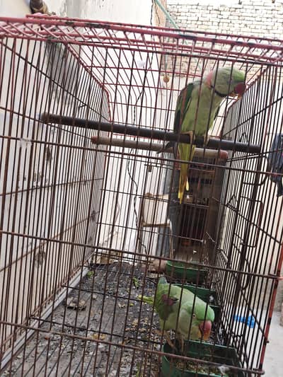 talking parrot