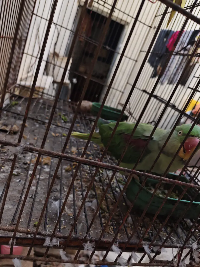 talking parrot — photo 2