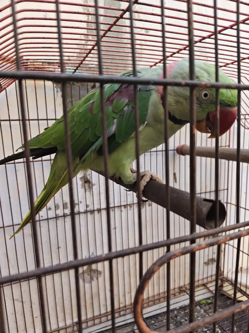 talking parrot — photo 3
