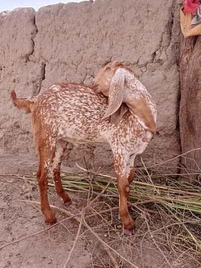 desi Bakra for Sale Call 03405796364
