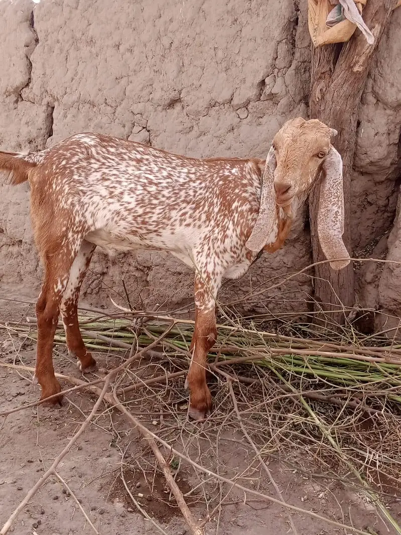 desi Bakra for Sale Call 03405796364 — photo 2
