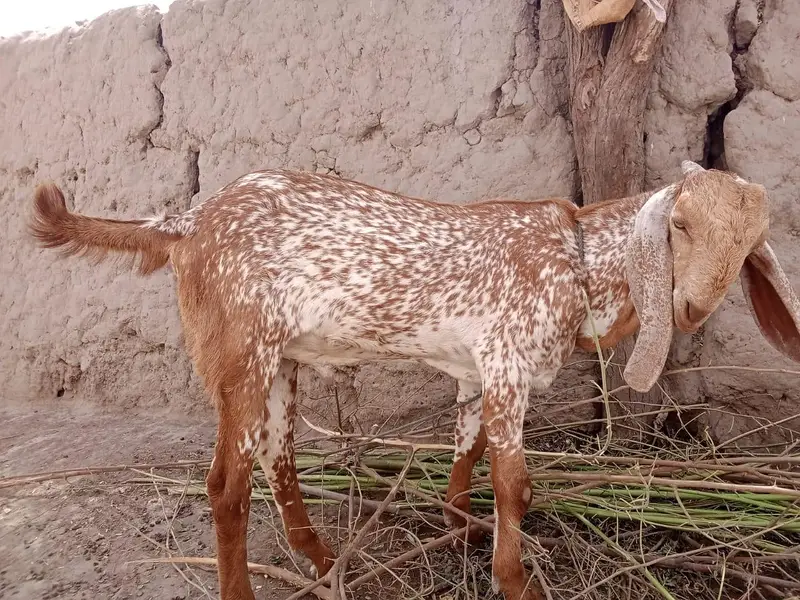 desi Bakra for Sale Call 03405796364 — photo 3