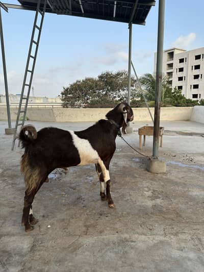 Heavy structure breeder for sale
