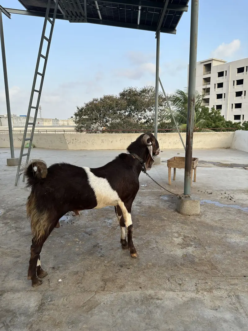 Heavy structure breeder for sale — photo 3