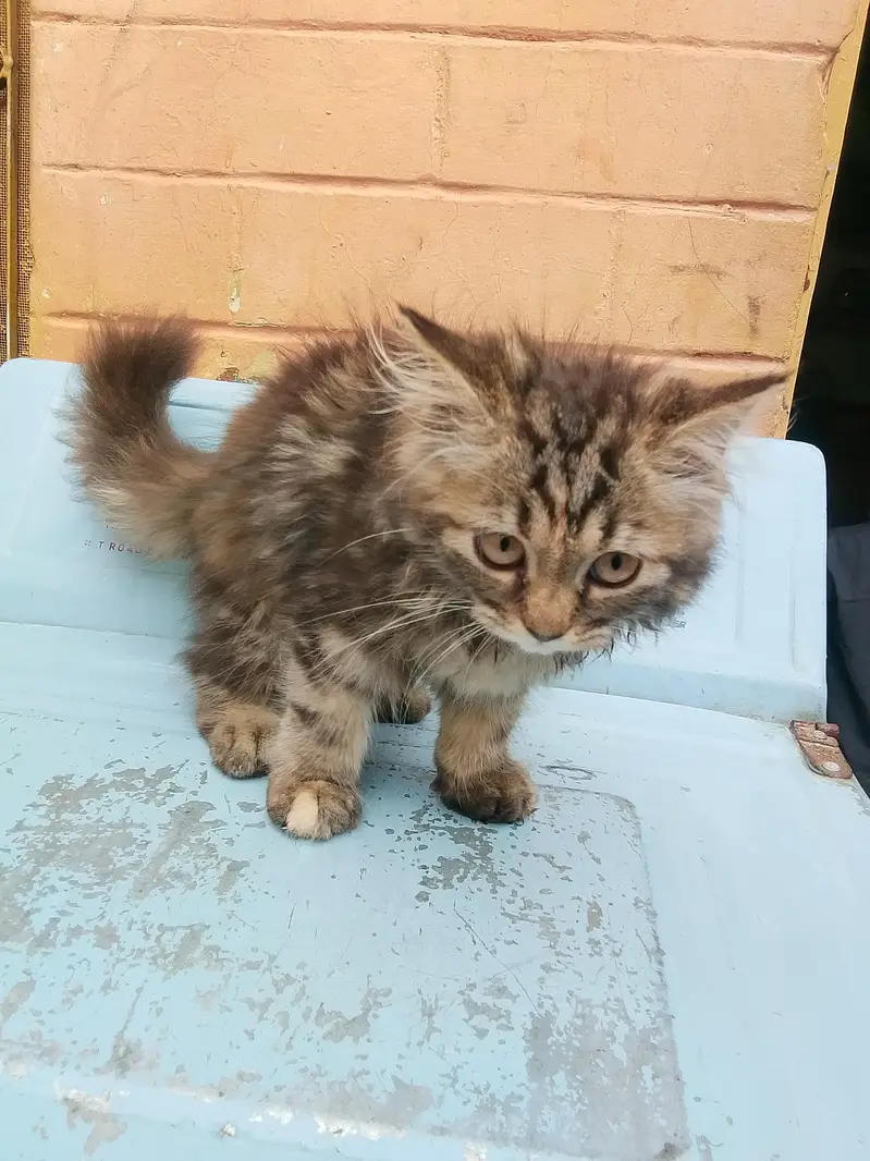 jazzy — photo 2