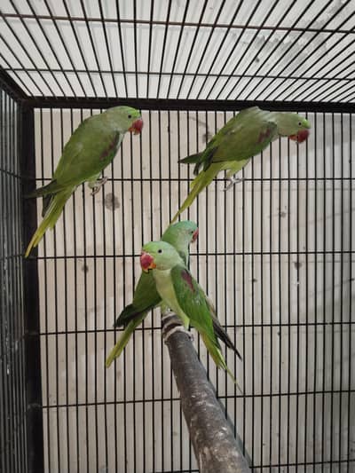 Raw Parrots Diffrent price