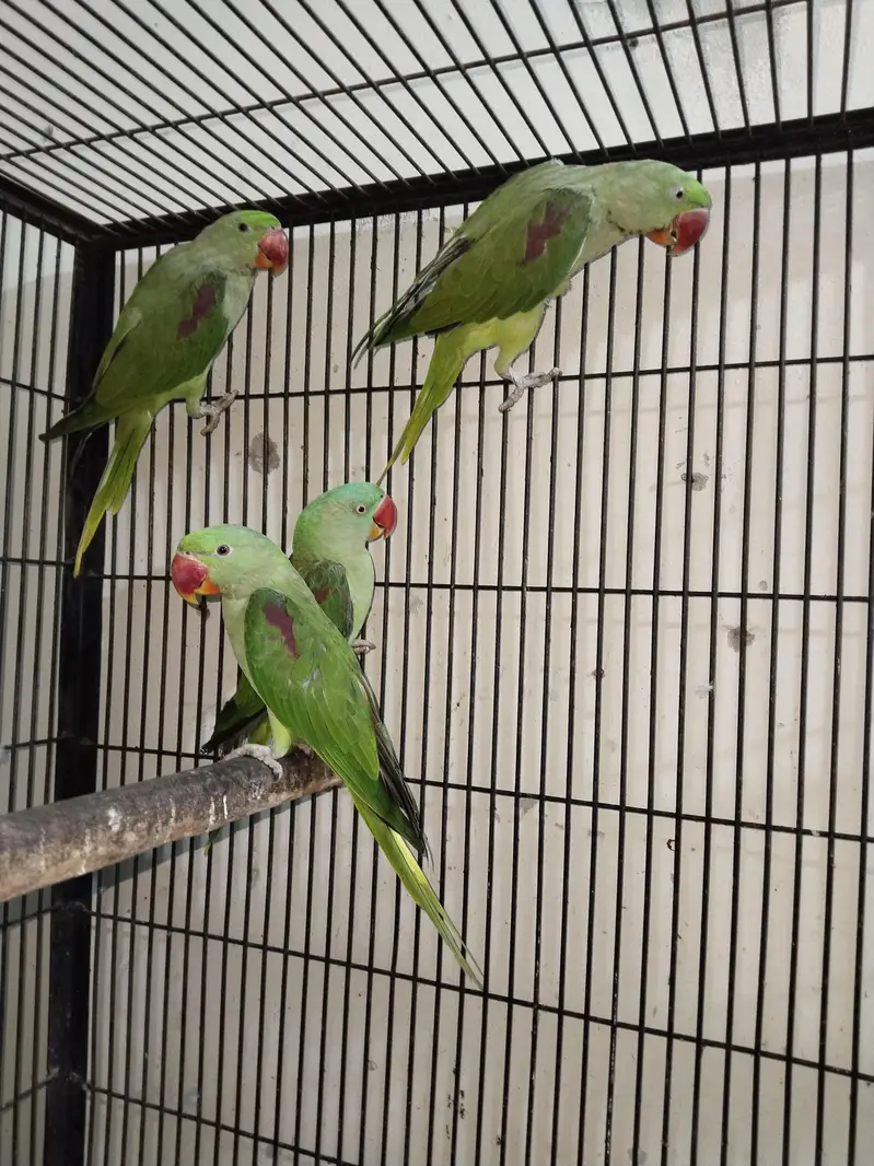 Raw Parrots Diffrent price — photo 2