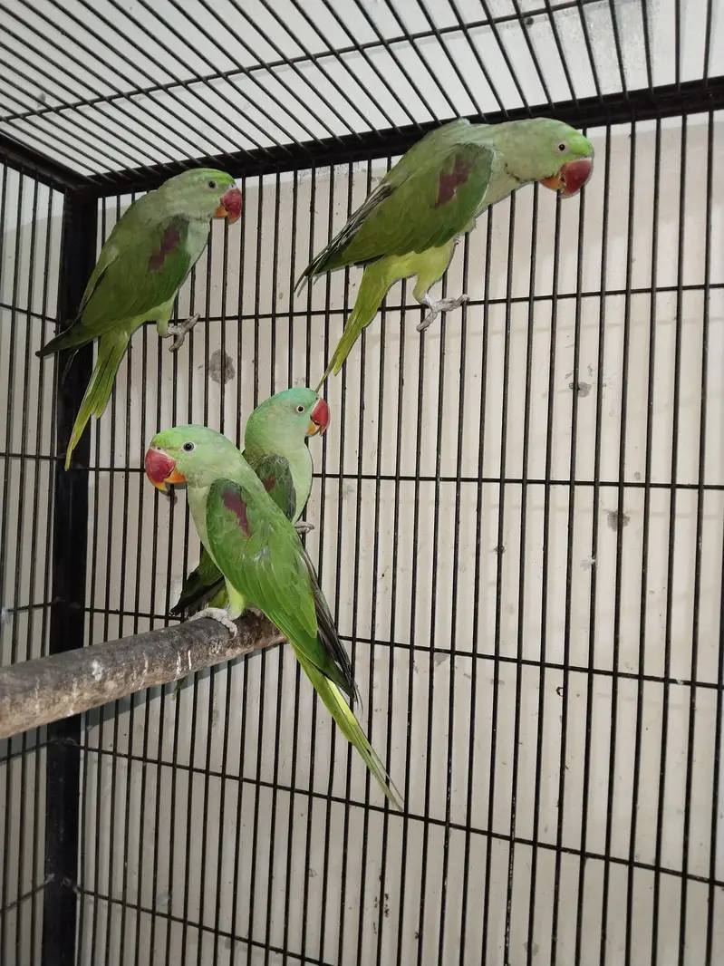 Raw Parrots Diffrent price — photo 3