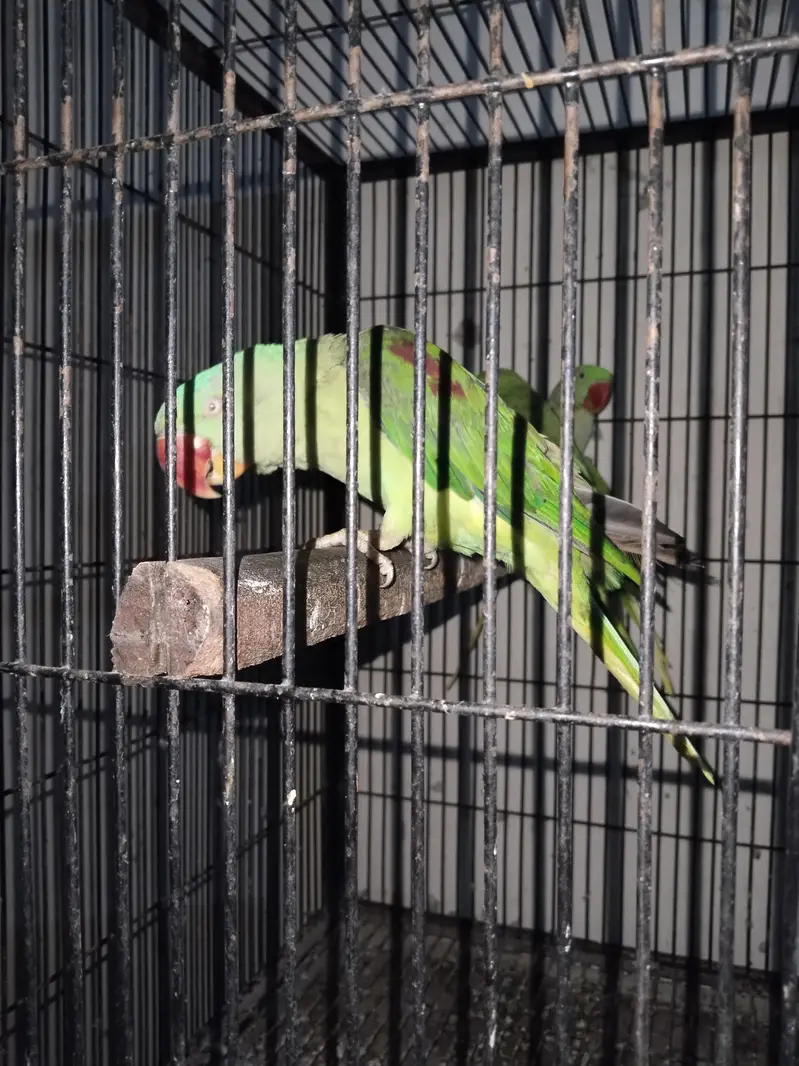 Raw Parrots Diffrent price — photo 4