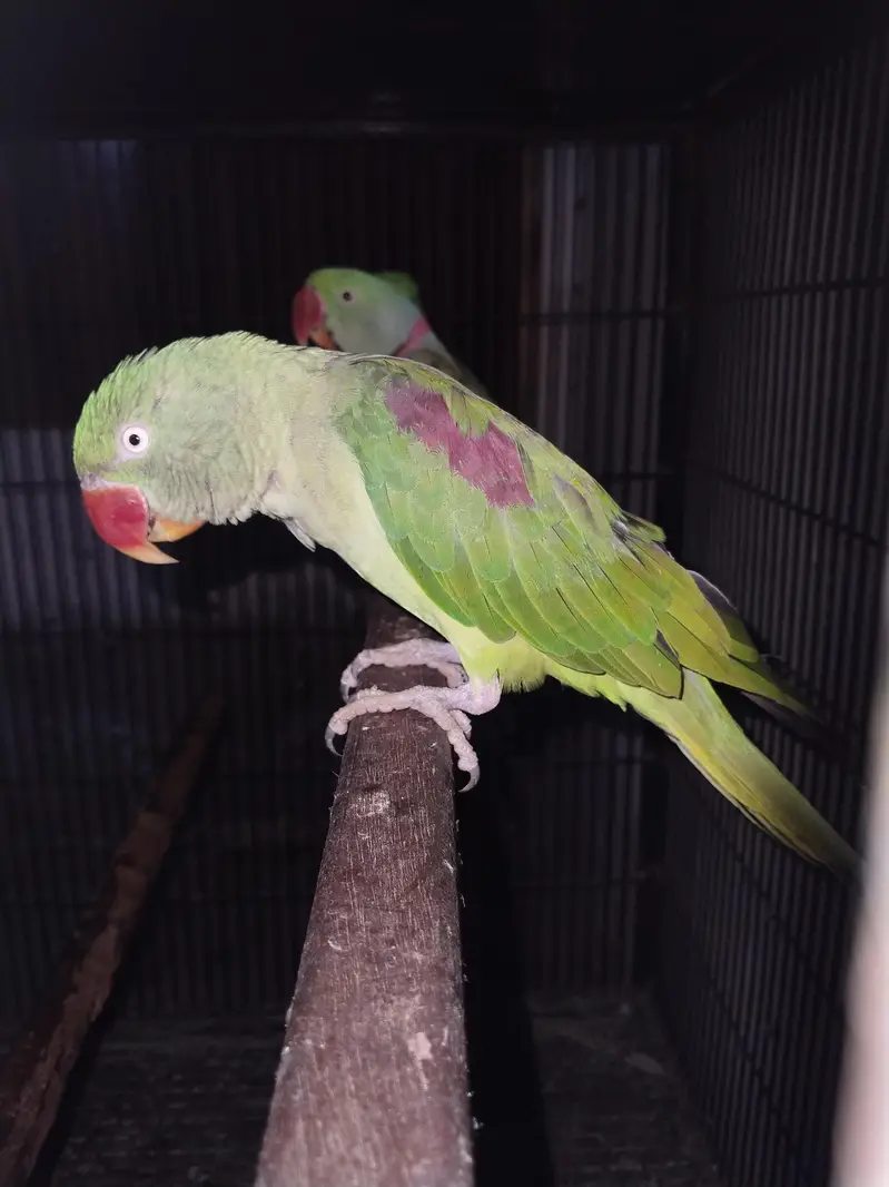 Raw Parrots Diffrent price — photo 5