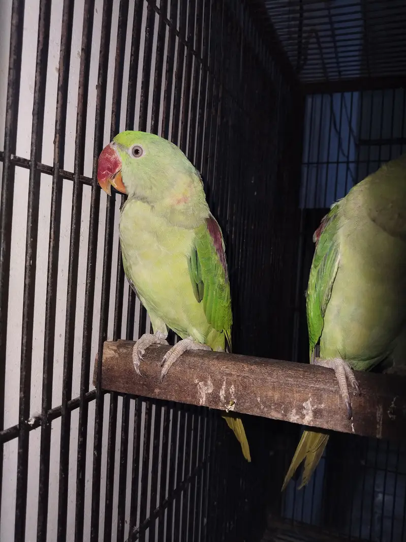 Raw Parrots Diffrent price — photo 7