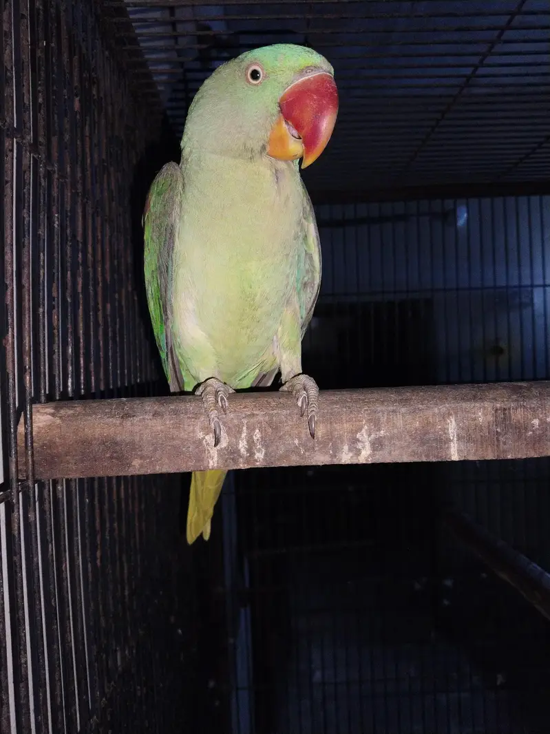 Raw Parrots Diffrent price — photo 9