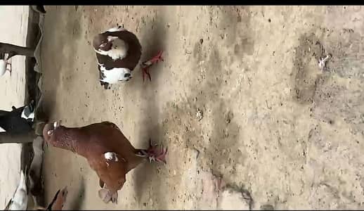 patyla pair