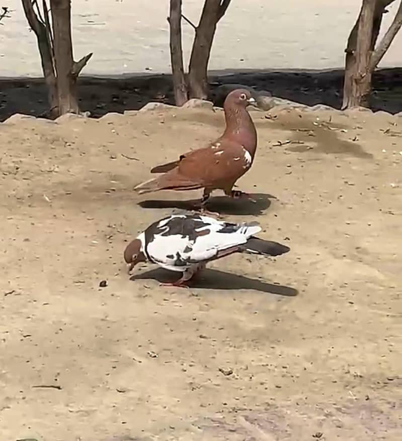 patyla pair 1
