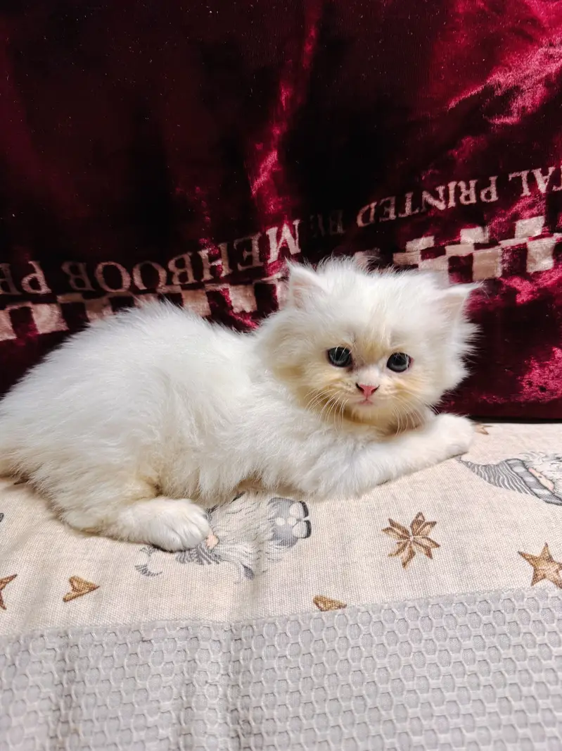 White cat — photo 2
