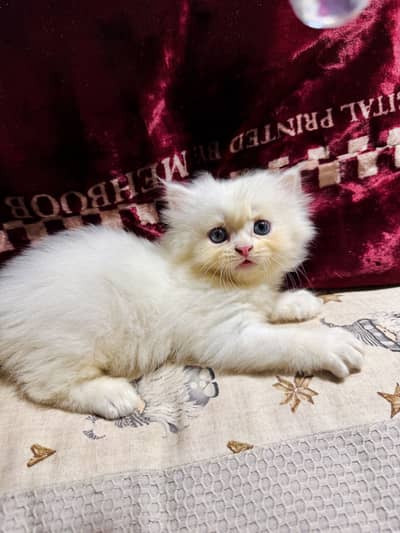 White cat