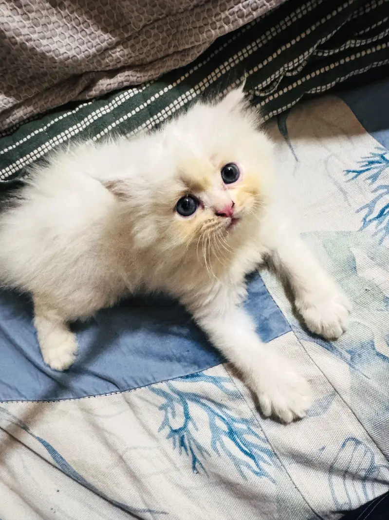 White cat — photo 3