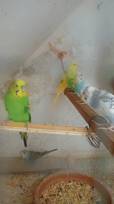 Australia parrots/budgies/for sale