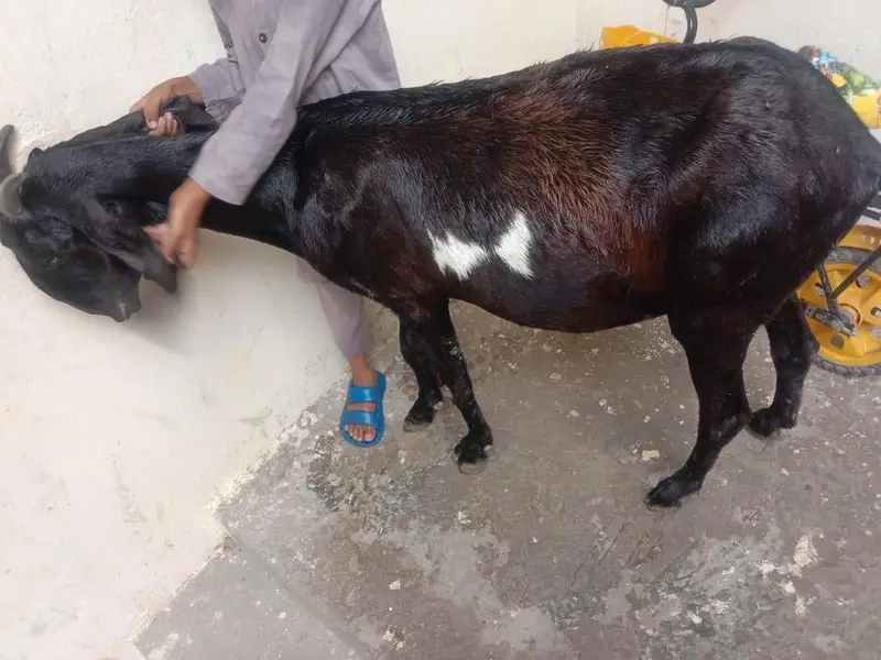 2 dfa soi he 1 dfa 3 bache dye 1 dfa 2 bache dye — photo 2