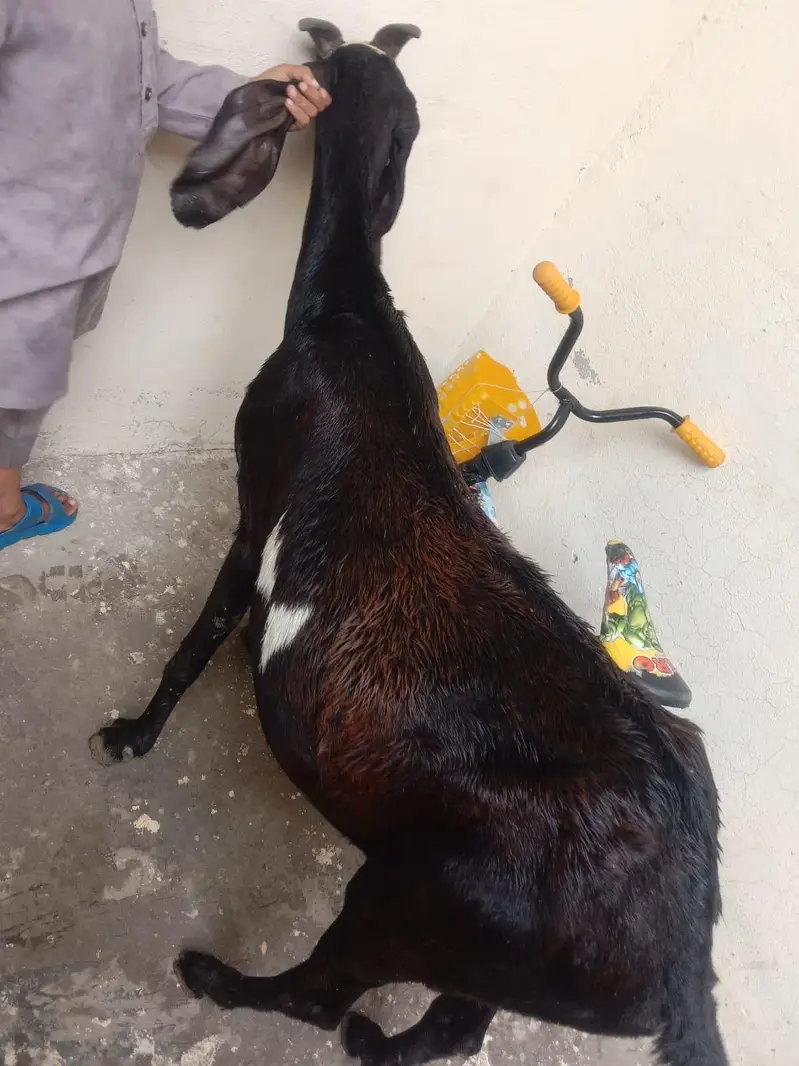 2 dfa soi he 1 dfa 3 bache dye 1 dfa 2 bache dye — photo 3