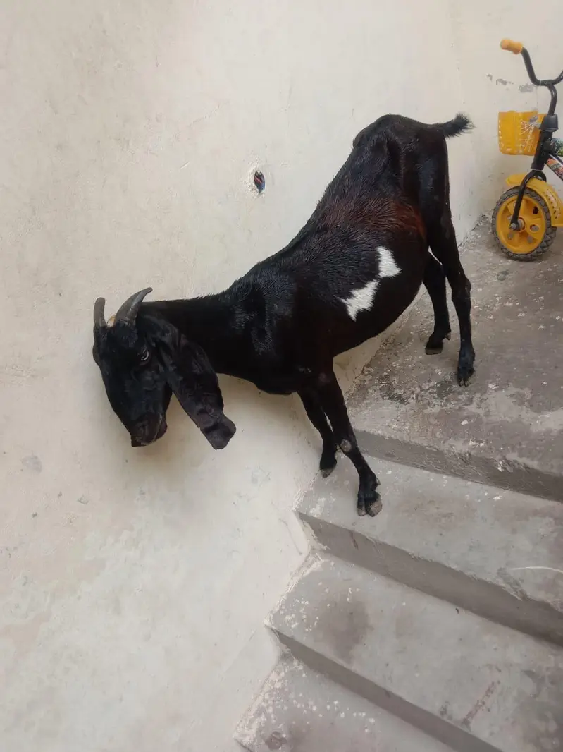 2 dfa soi he 1 dfa 3 bache dye 1 dfa 2 bache dye — photo 4