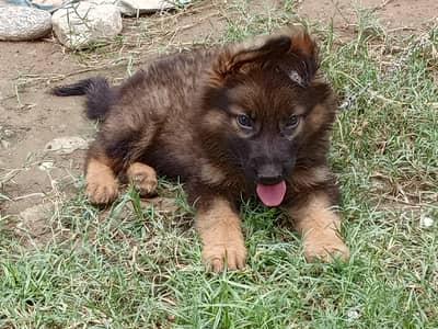 original triple coat . . deworming done. . age 2.5 months