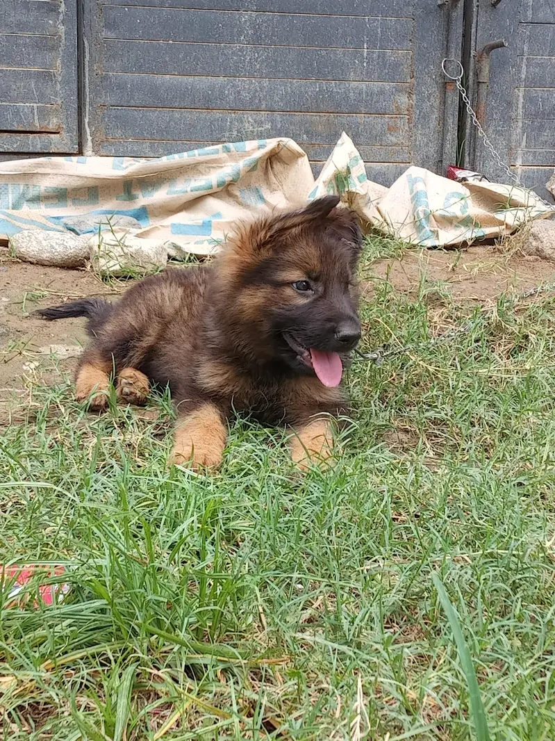 original triple coat . . deworming done. . age 2.5 months — photo 2