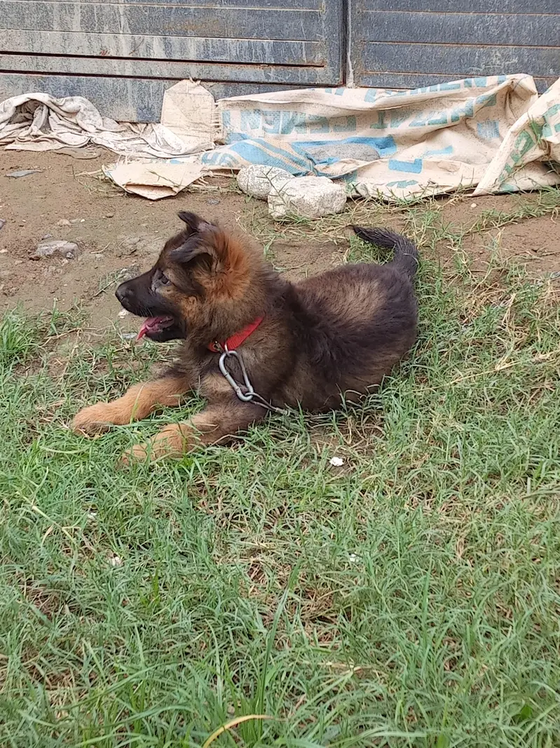 original triple coat . . deworming done. . age 2.5 months — photo 3