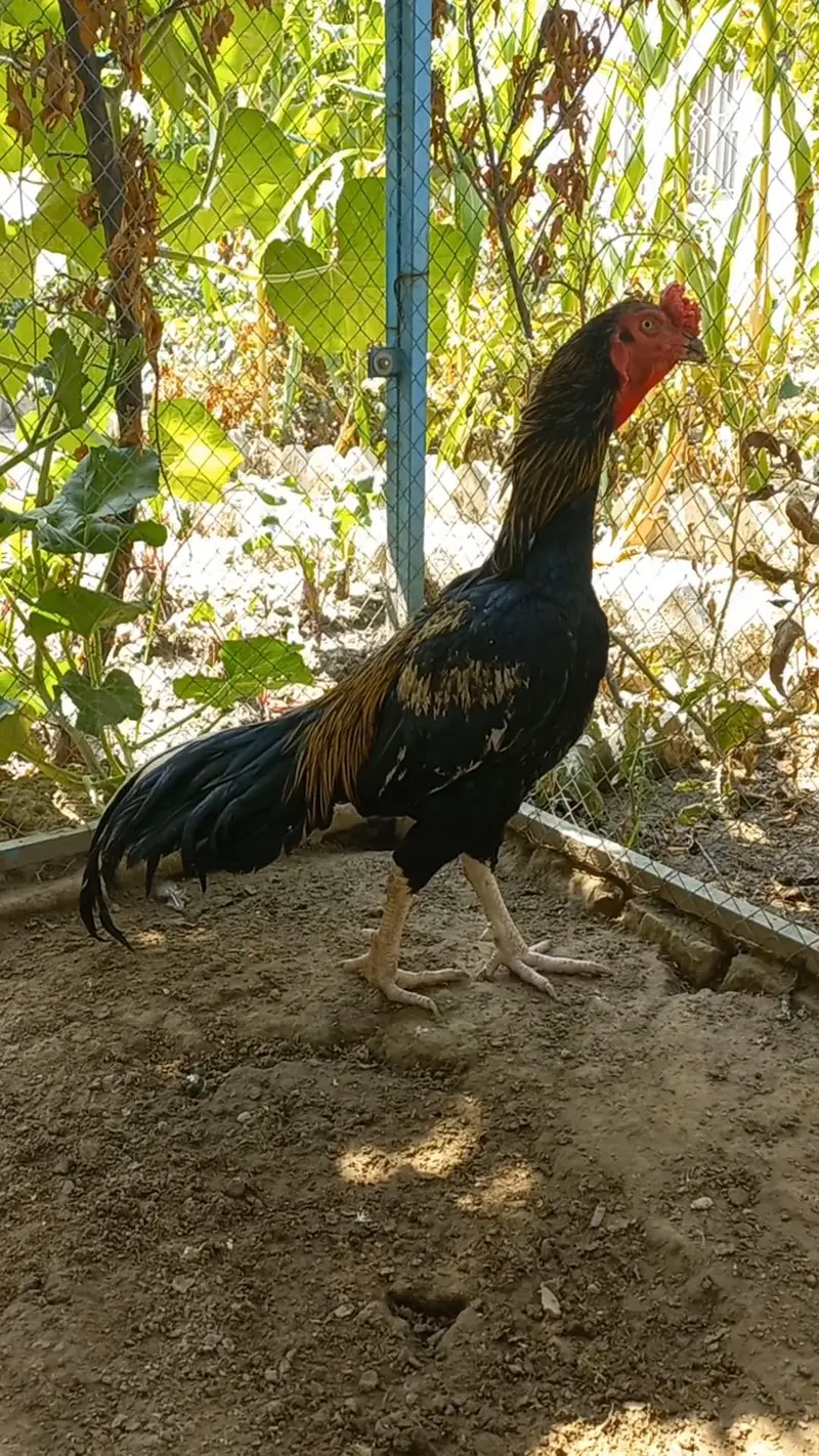Jawa aseel murga, 2 piece aseel chicks — photo 2