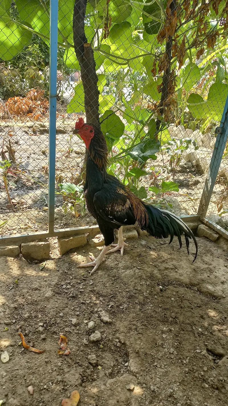 Jawa aseel murga, 2 piece aseel chicks — photo 3