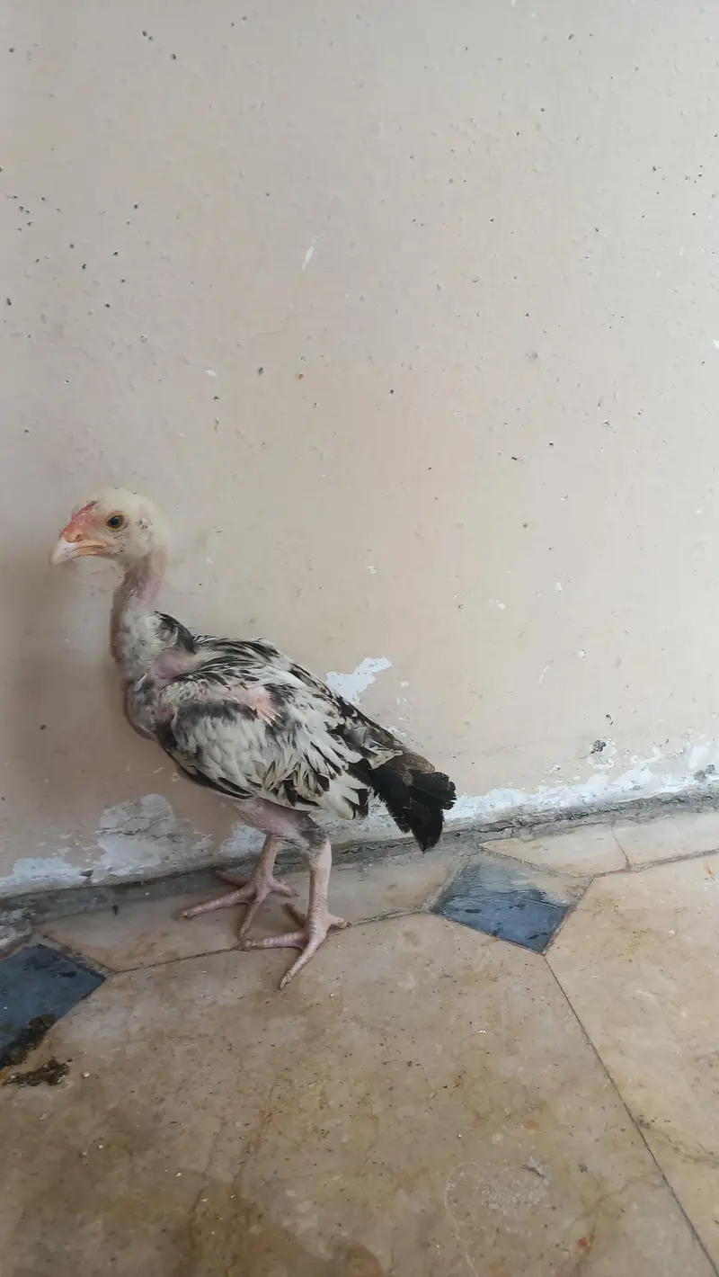 Jawa aseel murga, 2 piece aseel chicks — photo 4