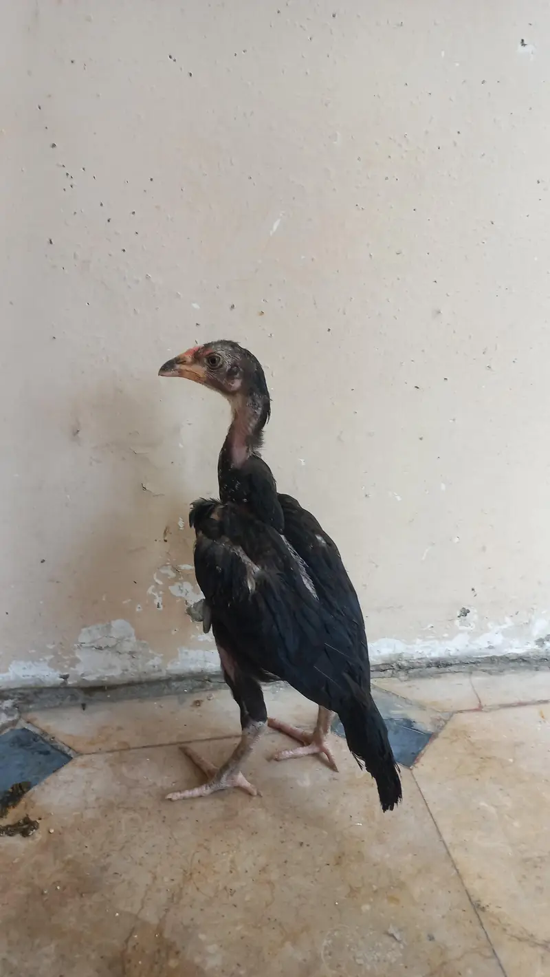Jawa aseel murga, 2 piece aseel chicks — photo 5