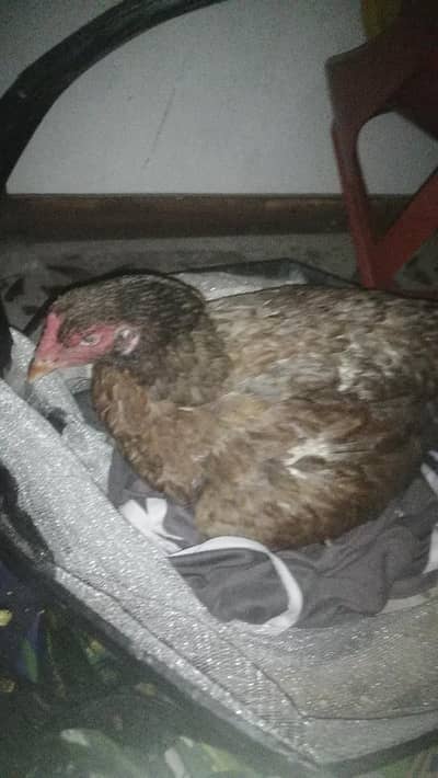 kurak wli madi for sale