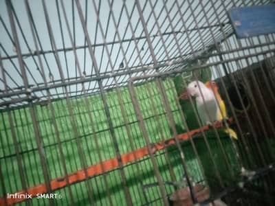 love bird  03361329000