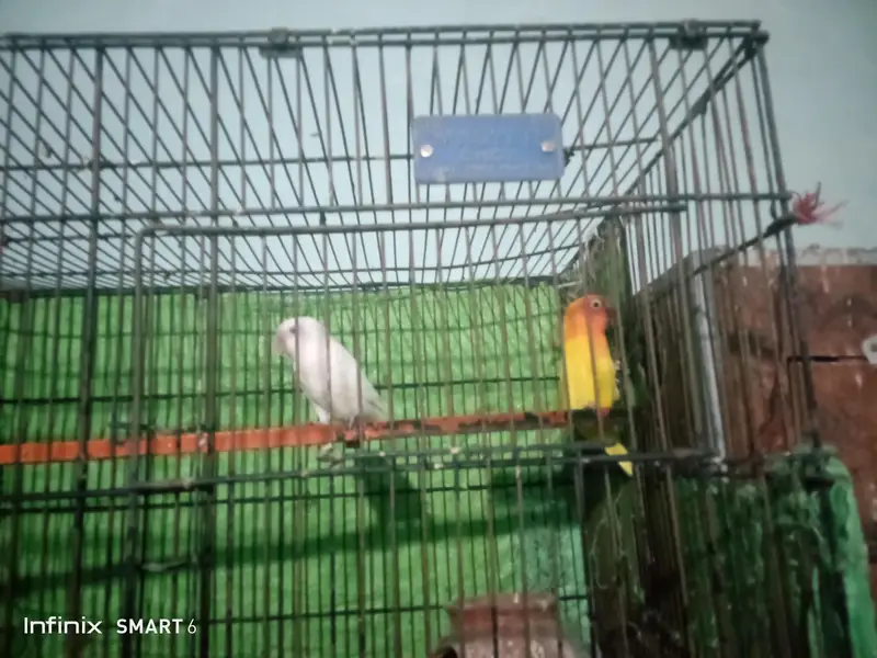 love bird  03361329000 — photo 2