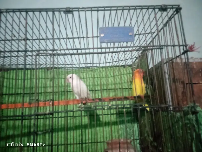 love bird  03361329000 — photo 3