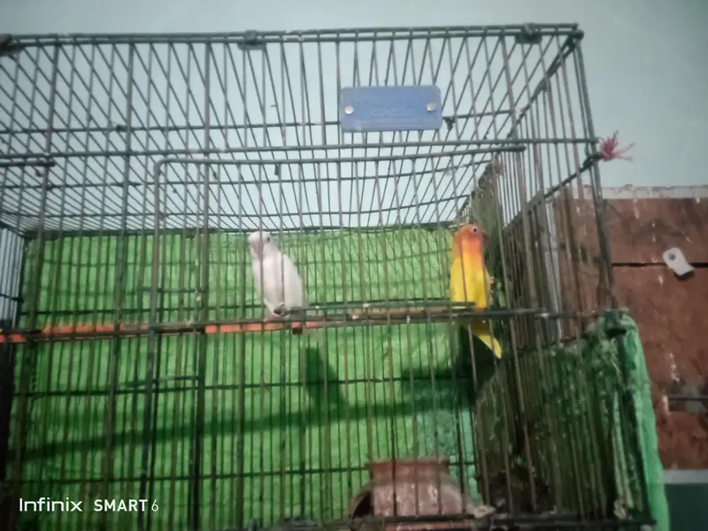 love bird  03361329000 — photo 4
