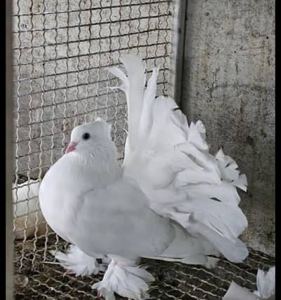 indian fantail pigeons looking for new home
