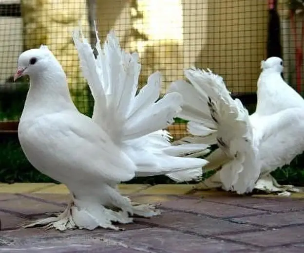 indian fantail pigeons looking for new home — photo 2