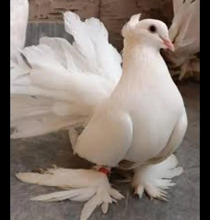 indian fantail pigeons looking for new home — photo 3