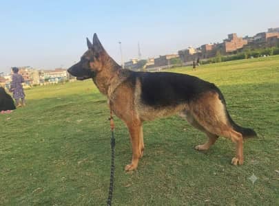 German shepherd