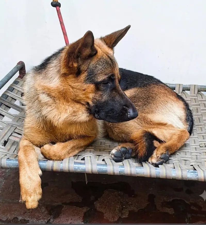 German shepherd — photo 3