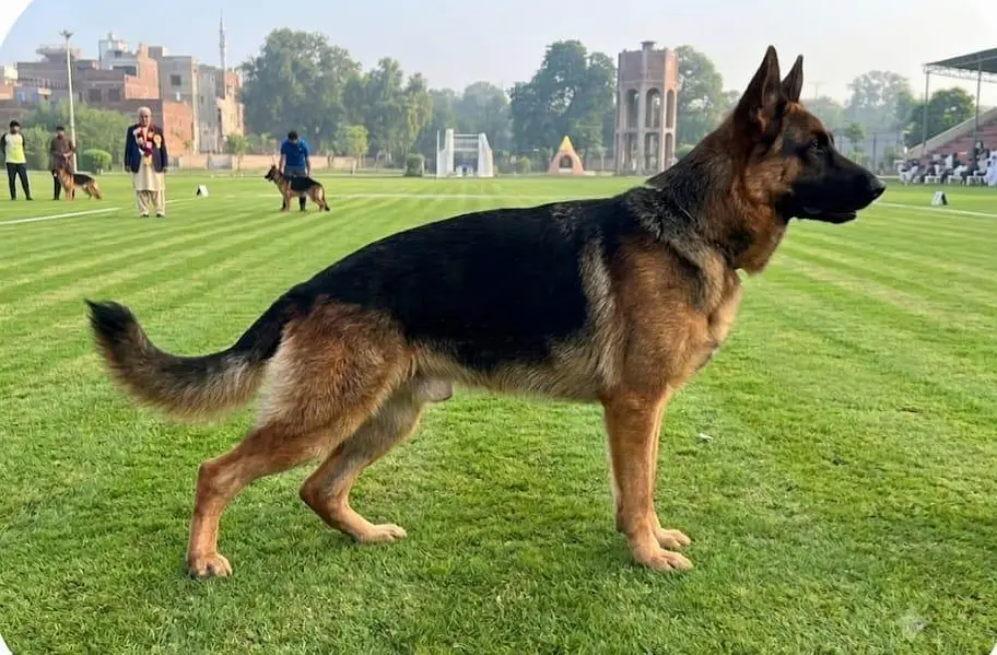 German shepherd — photo 4