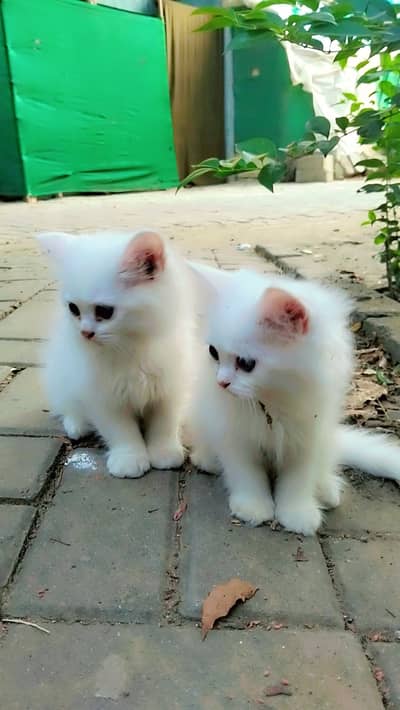 Pair of parsion kittens male or female pure white in color