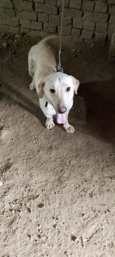 Labrador retriever Male Puppy