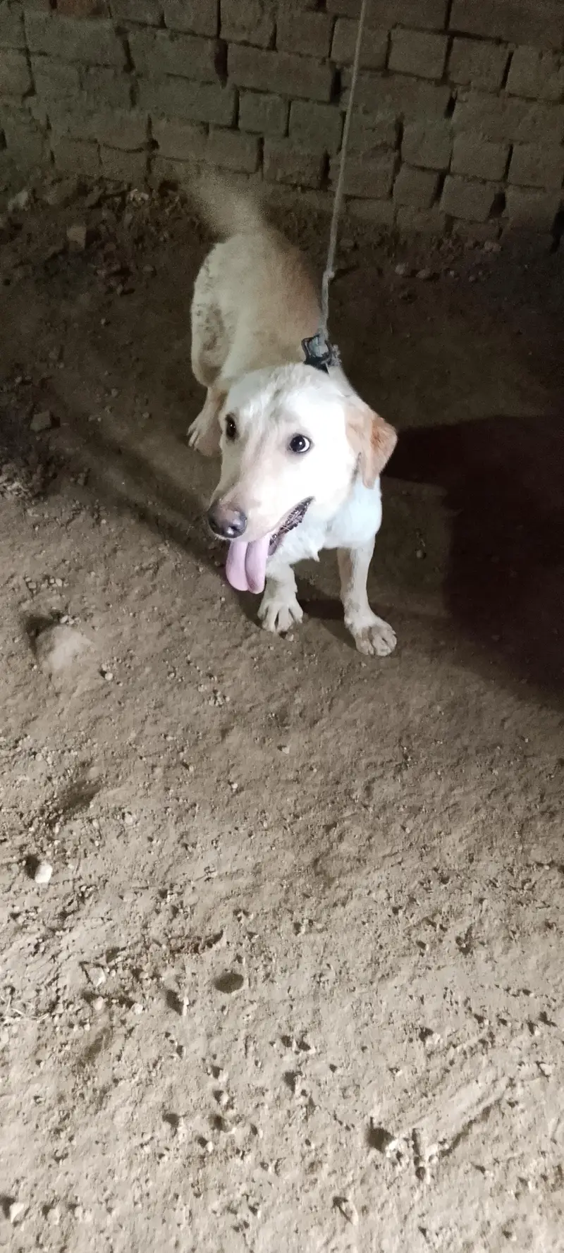 Labrador retriever Male Puppy — photo 2