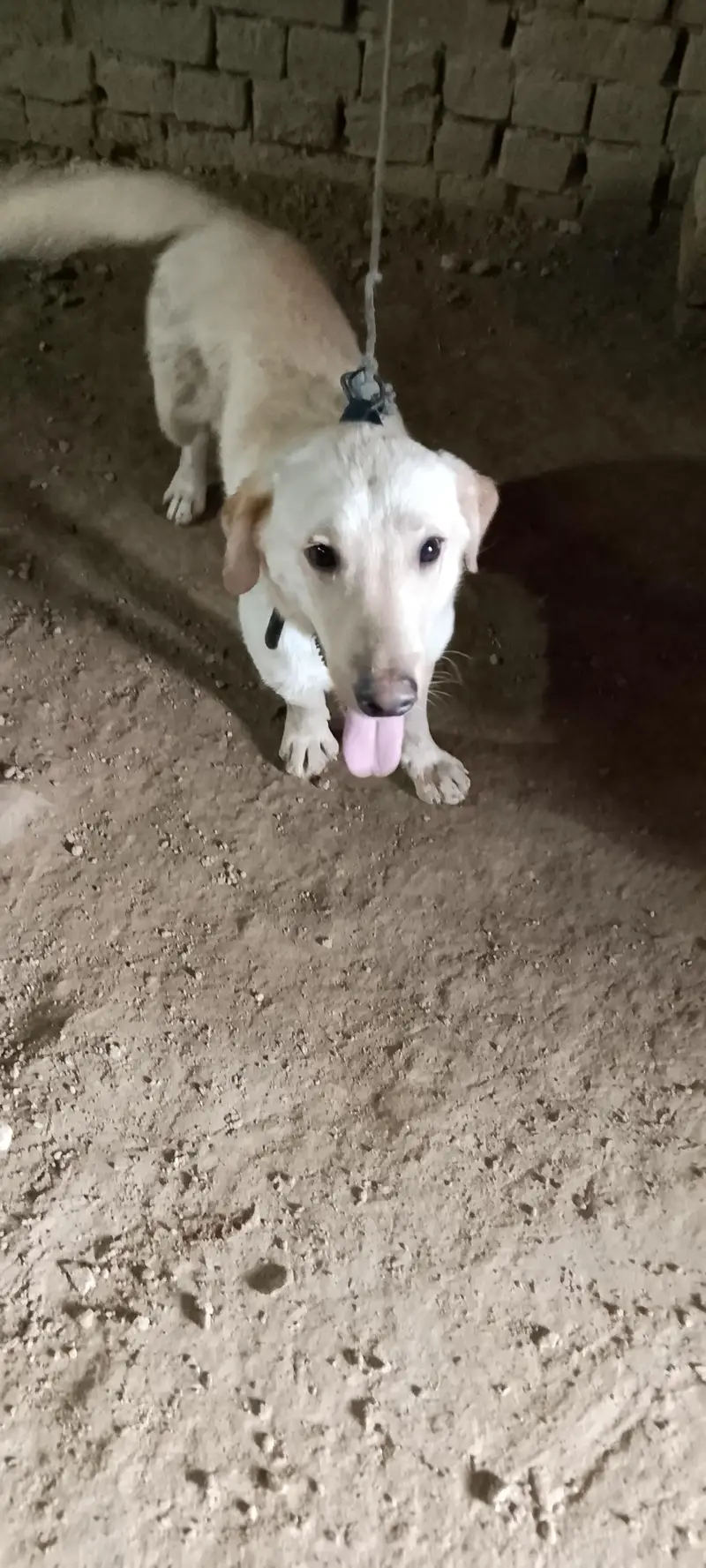 Labrador retriever Male Puppy — photo 3