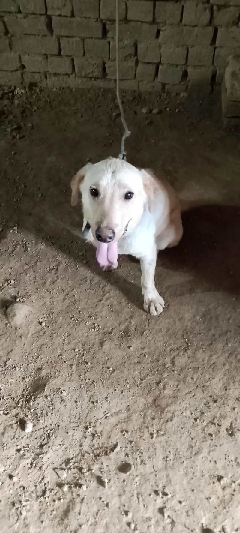 Labrador retriever Male Puppy — photo 4